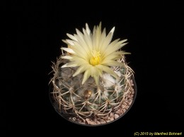 Coryphantha retusa 2388